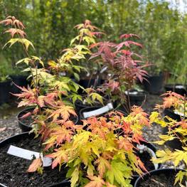 Клен пальмолистный Феникс (Phoenix)