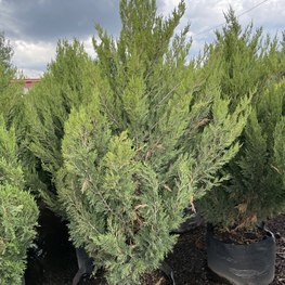 Можжевельник китайский Спартан (Spartan)