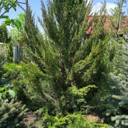 Можжевельник китайский Спартан (Spartan)