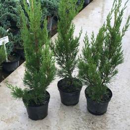 Можжевельник китайский Спартан (Spartan)
