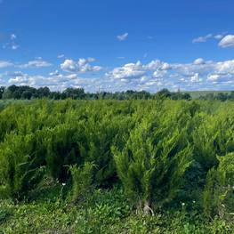 Можжевельник китайский Спартан (Spartan)