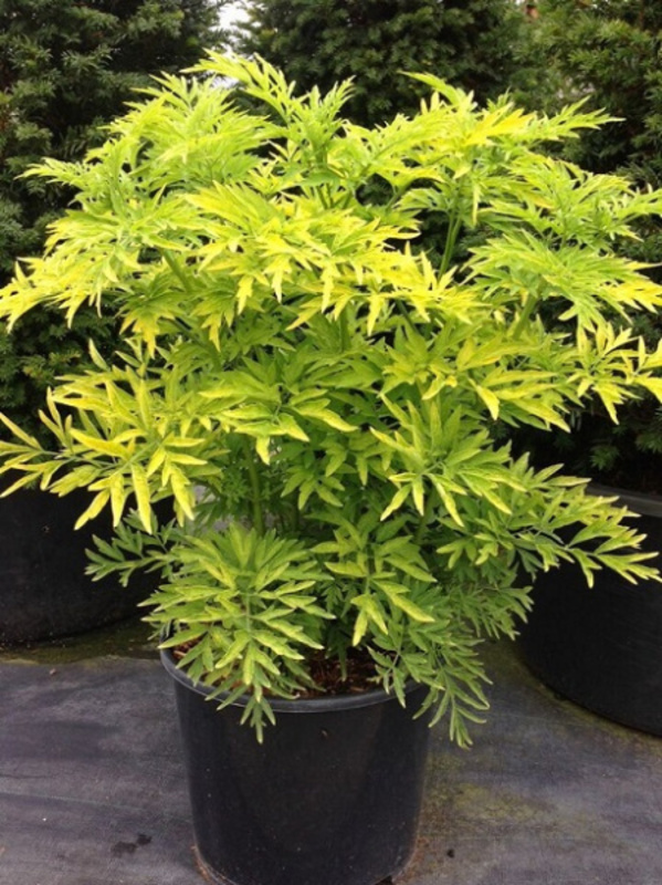 Бузина черная Голден Тауэр (Golden Tower)