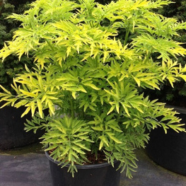 Бузина черная Голден Тауэр (Golden Tower)