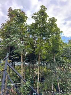 Каштан конский (шпалера)