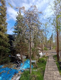 Декоративная яблоня пендула Ред Джад (Red Jade)