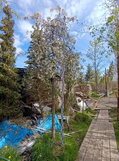 Декоративная яблоня пендула Ред Джад (Red Jade)