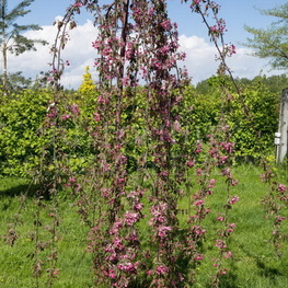 Декоративная яблоня пендула Челз Випинг (Cheal&rsquo;s Weeping)