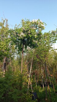 Декоративная яблоня пендула Челз Випинг (Cheal’s Weeping)