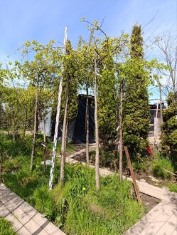 Декоративная яблоня пендула Челз Випинг (Cheal&rsquo;s Weeping)