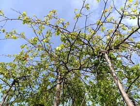 Декоративная яблоня пендула Челз Випинг (Cheal&rsquo;s Weeping)