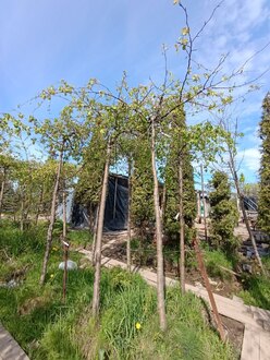 Декоративная яблоня пендула Челз Випинг (Cheal&rsquo;s Weeping)