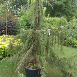 Можжевельник обыкновенный Хортсманн (Horstmann)