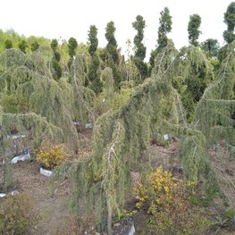 Можжевельник обыкновенный Хортсманн (Horstmann)