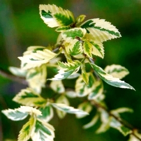 Берёза чёрная Шило Сплеш (Shiloh Splash)