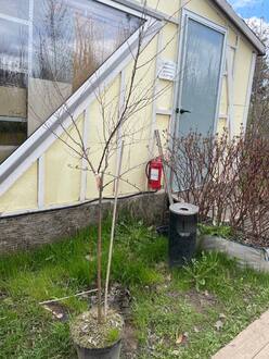 Берёза чёрная Шило Сплеш (Shiloh Splash)