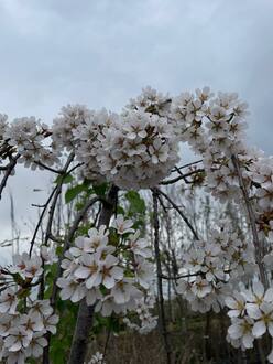 Вишня мелкопильчатая Кику-Шидаре (Kiku-Shidare)