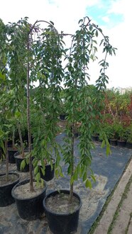 Вишня мелкопильчатая Кику-Шидаре (Kiku-Shidare)