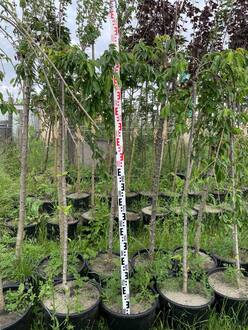 Вишня мелкопильчатая Кику-Шидаре (Kiku-Shidare)