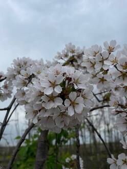 Вишня мелкопильчатая Кику-Шидаре (Kiku-Shidare)