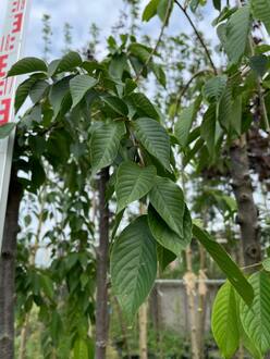 Вишня мелкопильчатая Кику-Шидаре (Kiku-Shidare)