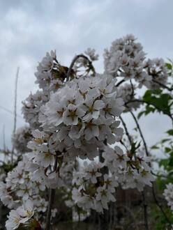 Вишня мелкопильчатая Кику-Шидаре (Kiku-Shidare)