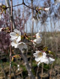 Вишня мелкопильчатая Кику-Шидаре (Kiku-Shidare)