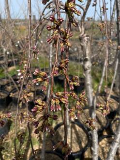 Вишня мелкопильчатая Кику-Шидаре (Kiku-Shidare)