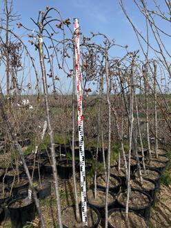 Вишня мелкопильчатая Кику-Шидаре (Kiku-Shidare)