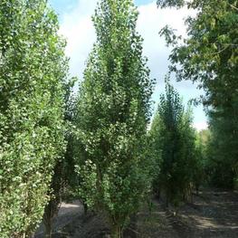 Тополь черный Италика (Italica)