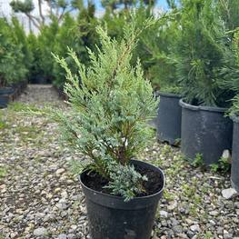 Можжевельник скальный Мунглоу (Moonglow)