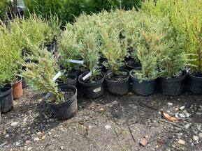 Можжевельник скальный Мунглоу (Moonglow)