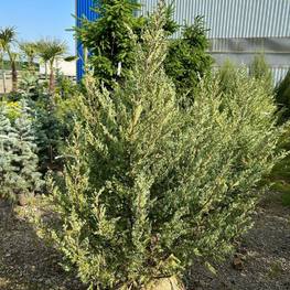 Можжевельник скальный Мунглоу (Moonglow)