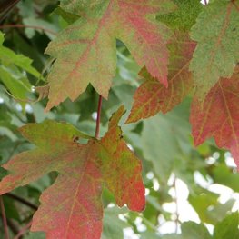 Клен Фримана Селебрейшн (Celebration)
