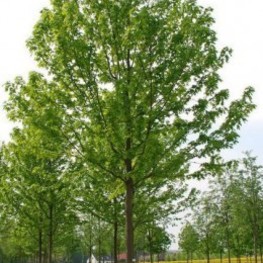 Клен Фримана Селебрейшн (Celebration)