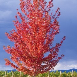 Клен Фримана Отом Фентази (Autumn Fantasy)