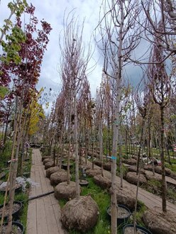 Клен Фримана Отом Фентази (Autumn Fantasy)