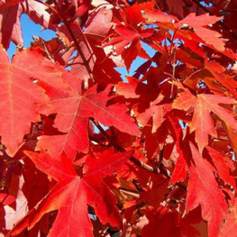 Клен Фримана Отом Фентази (Autumn Fantasy)