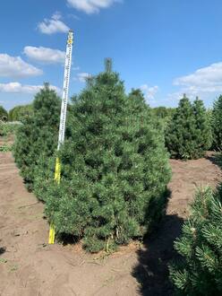 Сосна горная Колумнарис (Columnaris)