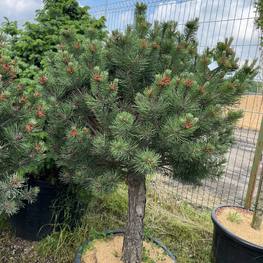 Сосна горная Колумнарис (Columnaris)