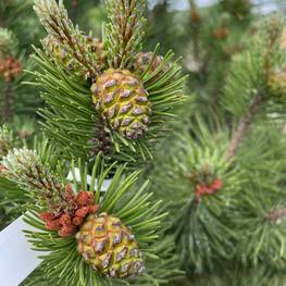 Сосна горная Колумнарис (Columnaris)