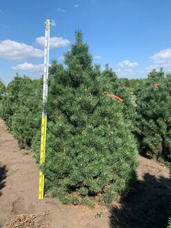 Сосна горная Колумнарис (Columnaris)