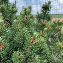 Сосна горная Колумнарис (Columnaris)