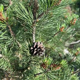 Сосна горная Колумнарис (Columnaris)