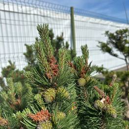 Сосна горная Колумнарис (Columnaris)