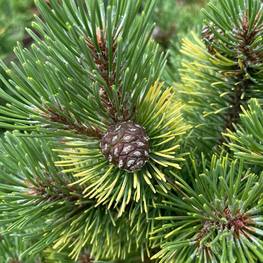 Сосна горная Колумнарис (Columnaris)