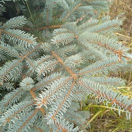 Ель европейская Пицея абиес (Picea abies)