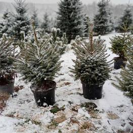 Ель европейская Пицея абиес (Picea abies)