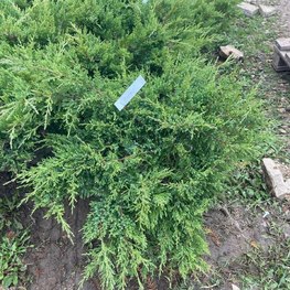 Можжевельник средний Мэтхот (Mathot)