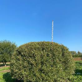 Ива ломкая (Salix fragolis)