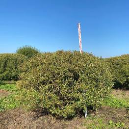 Ива ломкая Саликс фраголис (Salix fragolis)